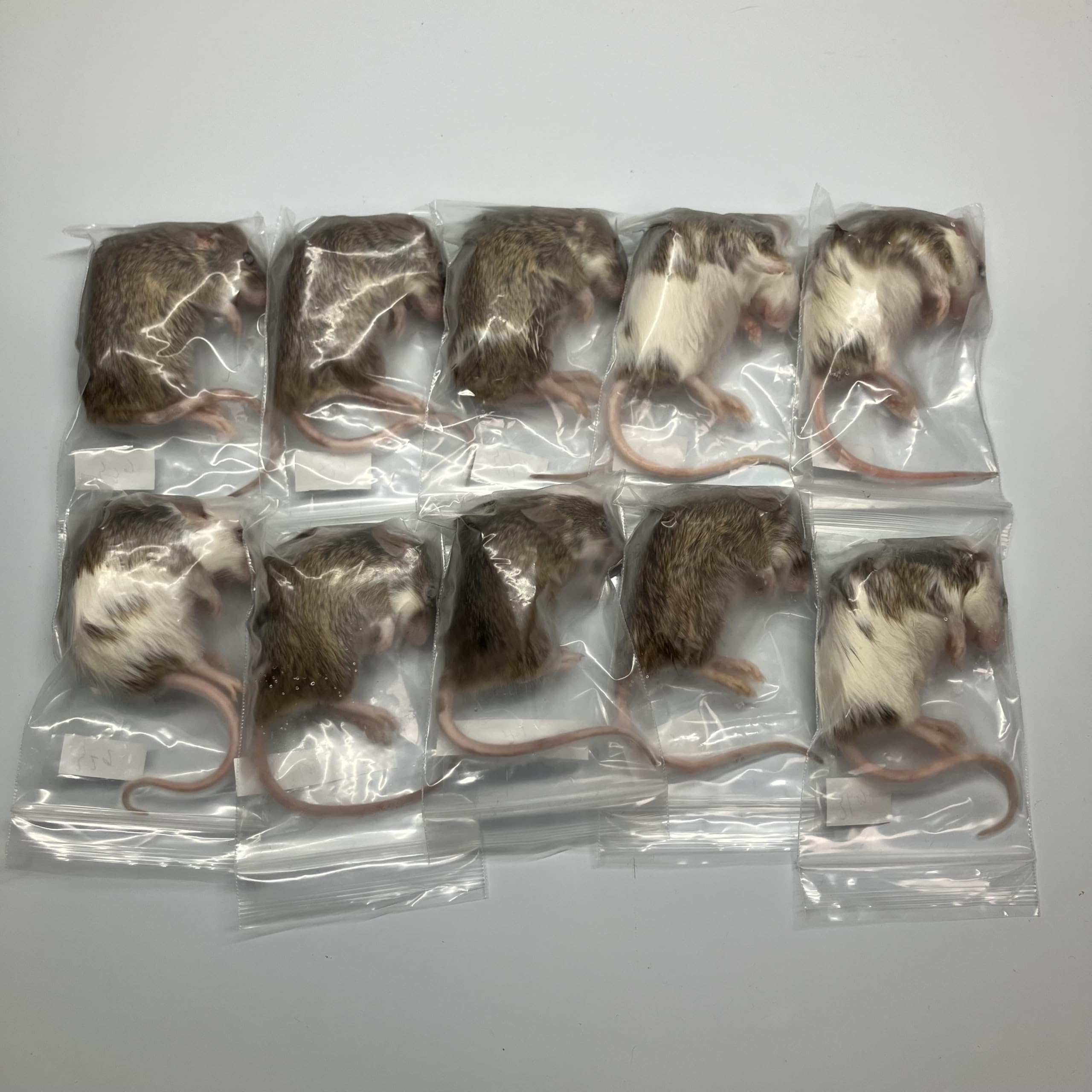Amazon | 冷凍マウス 25g～30g約8〜9cm 10匹 ヤワゲネズミ ボール